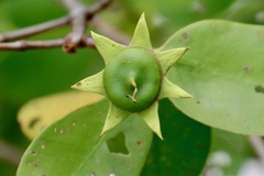 Sonneratia caseolaris