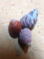 Phasianellidae