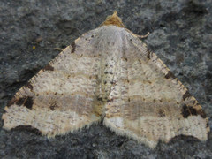 Macaria shanghaisaria