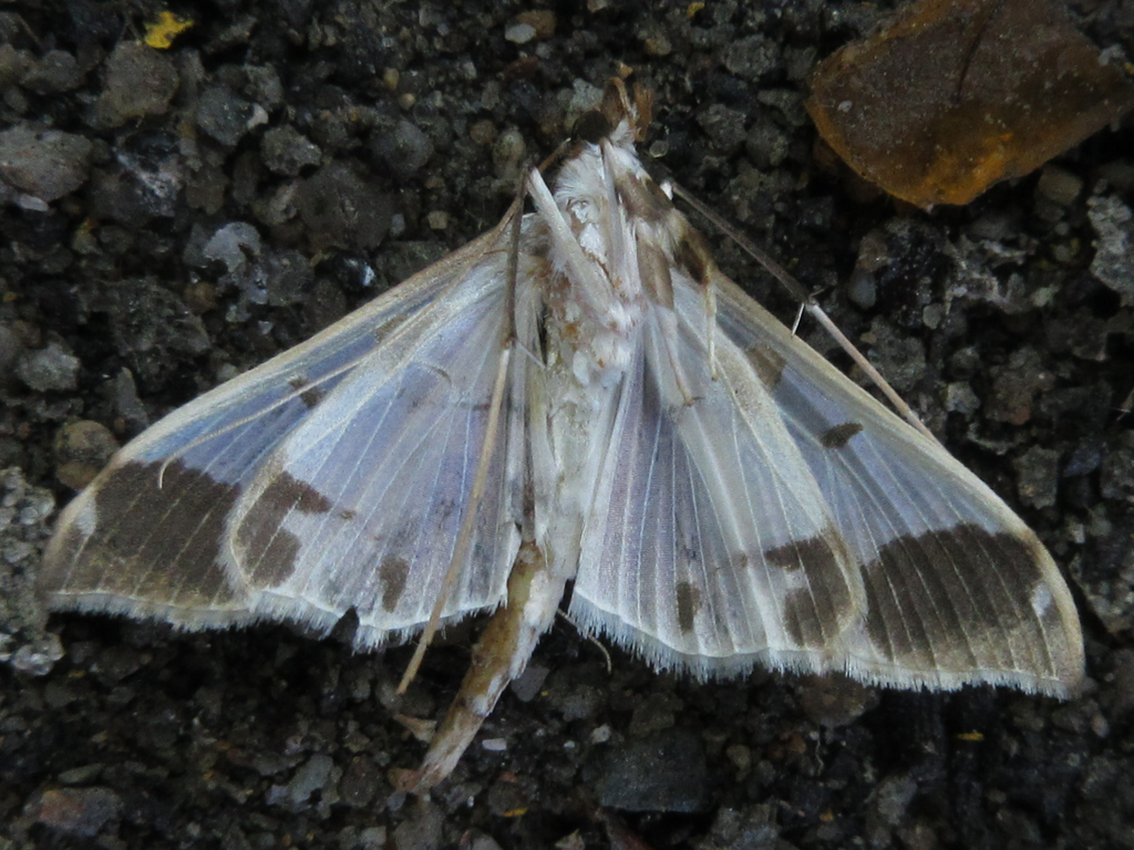 Polythlipta liquidalis