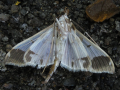 Polythlipta liquidalis