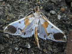 Polythlipta liquidalis