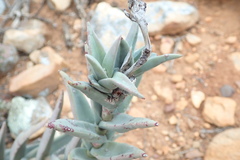 Crassula perfoliata