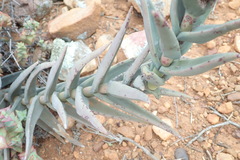 Crassula perfoliata