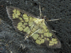 Goniorhynchus exemplaris