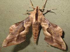 Phyllosphingia dissimilis