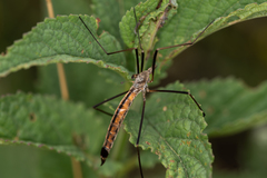 Tipula longitudinalis