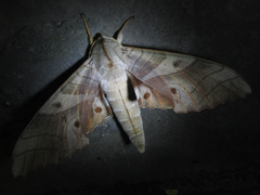 Marumba sperchius