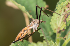 Tipula longitudinalis
