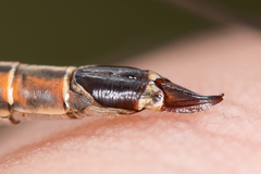 Tipula longitudinalis