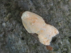 Acleris takeuchii
