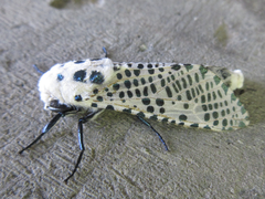 Zeuzera multistrigata