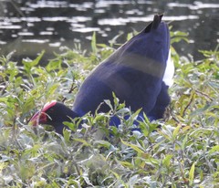 Porphyrio melanotus melanotus