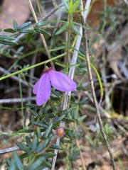 Tetratheca ericifolia