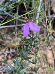 Tetratheca ericifolia