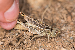 Arcyptera microptera