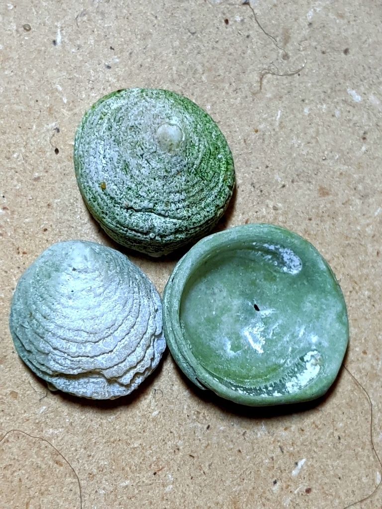 Hipponix cranioides