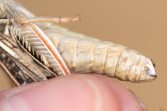 Arcyptera microptera