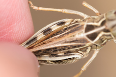 Arcyptera microptera