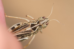 Arcyptera microptera