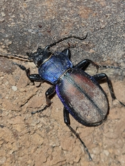 Carabus schoenherri
