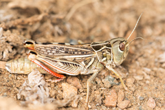Arcyptera microptera