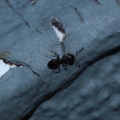 Ochetellus glaber
