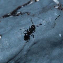 Ochetellus glaber