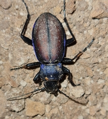 Carabus schoenherri