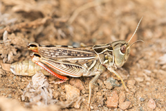 Arcyptera microptera
