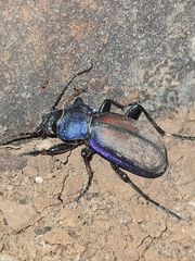 Carabus schoenherri