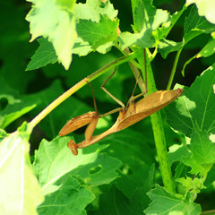 Hierodula membranacea