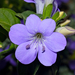 Blue Bushviolet - Photo (c) Bernard DUPONT, some rights reserved (CC BY-NC-SA)