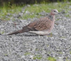 Streptopelia chinensis tigrina