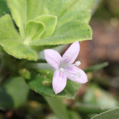 Neanotis indica