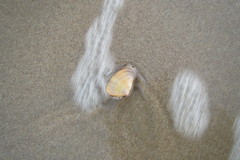 Latona cuneata