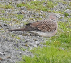Streptopelia chinensis tigrina