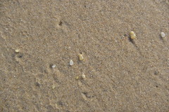 Latona cuneata
