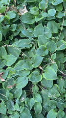 Hosta