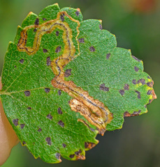 Stigmella confusella