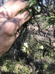 Eremophila mitchellii