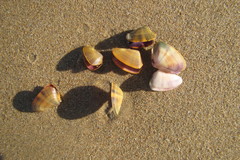 Latona cuneata