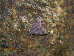 Catada transversalis