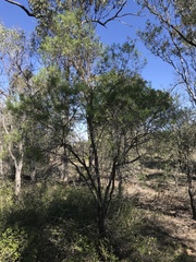 Eremophila mitchellii