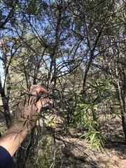 Eremophila mitchellii