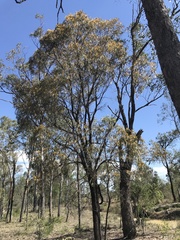 Acacia harpophylla