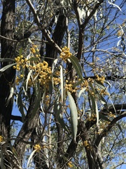 Acacia harpophylla