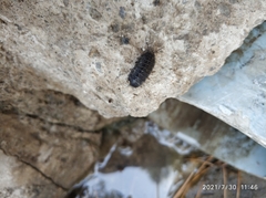 Armadillidium vulgare