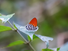 Drupadia ravindra moorei