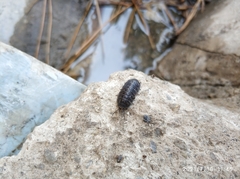 Armadillidium vulgare